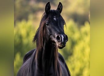 Vollblutaraber, Stute, 4 Jahre, 155 cm, Rappe