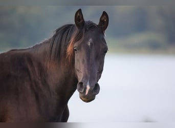 Vollblutaraber, Stute, 4 Jahre, 155 cm, Rappe