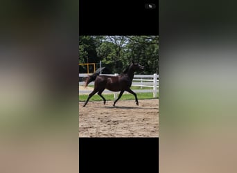 Vollblutaraber, Stute, 4 Jahre, 155 cm, Rappe