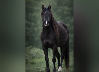 Vollblutaraber, Stute, 4 Jahre, 155 cm, Rappe