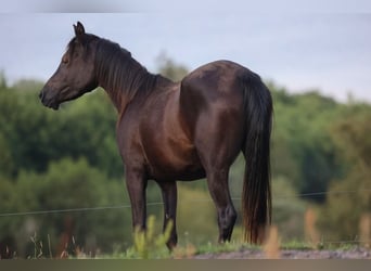 Vollblutaraber, Stute, 4 Jahre, 155 cm, Rappe