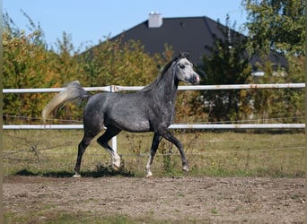 Vollblutaraber, Stute, 4 Jahre, 155 cm, Schimmel