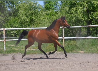 Vollblutaraber, Stute, 4 Jahre, 156 cm, Brauner