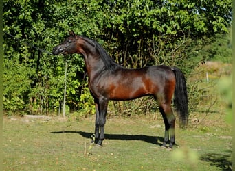 Vollblutaraber, Stute, 4 Jahre, 156 cm, Brauner