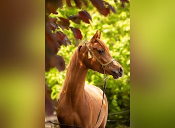 Vollblutaraber, Stute, 4 Jahre, 156 cm, Fuchs