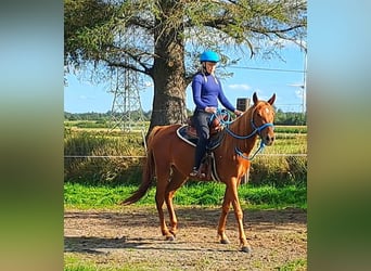 Vollblutaraber Mix, Stute, 4 Jahre, 156 cm, Fuchs