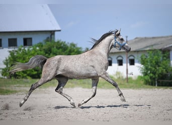 Vollblutaraber, Stute, 4 Jahre, 156 cm, Schimmel