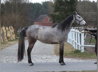 Vollblutaraber, Stute, 4 Jahre, 158 cm, Apfelschimmel