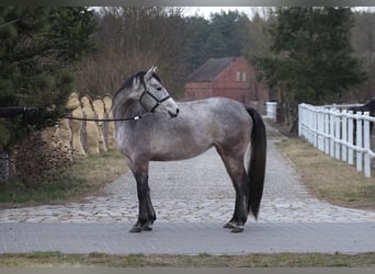 Vollblutaraber, Stute, 4 Jahre, 158 cm, Apfelschimmel