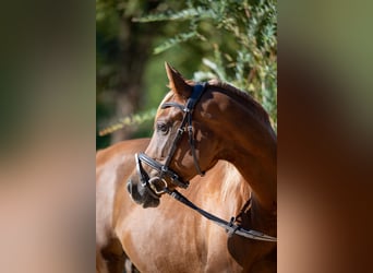Vollblutaraber, Stute, 4 Jahre, 158 cm, Dunkelfuchs