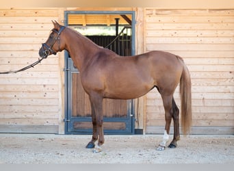 Vollblutaraber, Stute, 4 Jahre, 158 cm, Dunkelfuchs