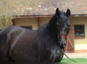 Vollblutaraber, Stute, 4 Jahre, 158 cm, Rappe