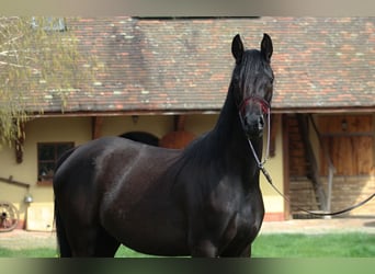 Vollblutaraber, Stute, 4 Jahre, 158 cm, Rappe