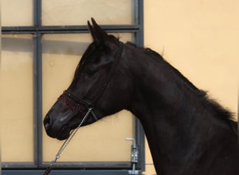 Vollblutaraber, Stute, 4 Jahre, 160 cm, Rappe