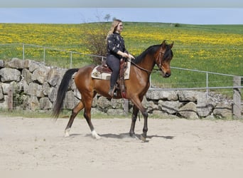 Vollblutaraber, Stute, 4 Jahre, Brauner