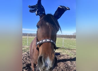 Vollblutaraber, Stute, 4 Jahre, Brauner