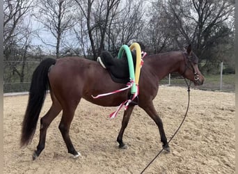 Vollblutaraber, Stute, 4 Jahre, Brauner