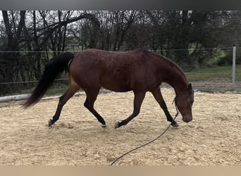 Vollblutaraber, Stute, 4 Jahre, Brauner