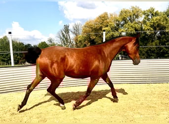 Vollblutaraber, Stute, 4 Jahre, Brauner