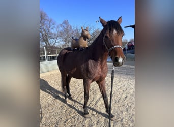Vollblutaraber, Stute, 4 Jahre, Brauner