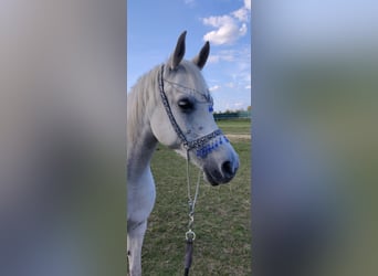 Vollblutaraber, Stute, 5 Jahre, 152 cm, Schimmel