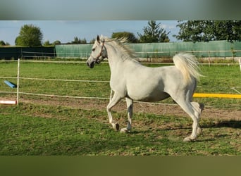 Vollblutaraber, Stute, 5 Jahre, 152 cm, Schimmel
