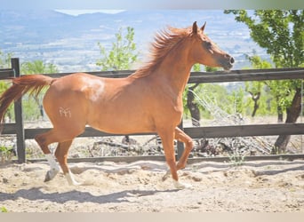 Vollblutaraber, Stute, 5 Jahre, 153 cm, Fuchs