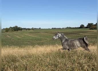 Vollblutaraber, Stute, 5 Jahre, 154 cm, Apfelschimmel
