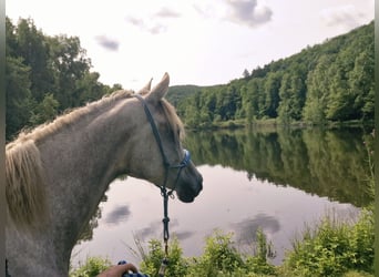 Vollblutaraber, Stute, 5 Jahre, 154 cm