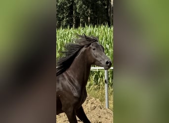 Vollblutaraber, Stute, 5 Jahre, 154 cm, Rappe