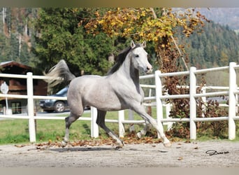 Vollblutaraber, Stute, 5 Jahre, 154 cm, Schimmel