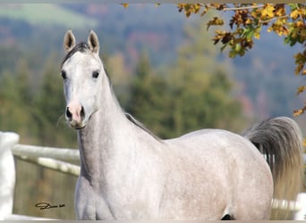 Vollblutaraber, Stute, 5 Jahre, 154 cm, Schimmel