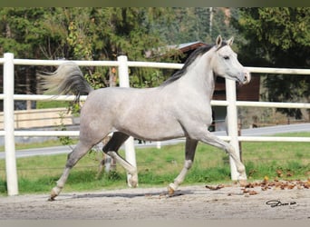 Vollblutaraber, Stute, 5 Jahre, 154 cm, Schimmel