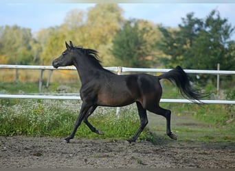 Vollblutaraber, Stute, 5 Jahre, 155 cm, Brauner