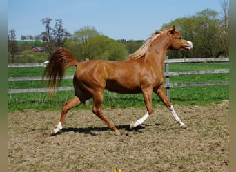 Vollblutaraber, Stute, 5 Jahre, 155 cm, Fuchs