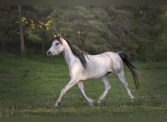 Vollblutaraber, Stute, 5 Jahre, 155 cm, Schimmel