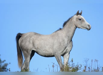 Vollblutaraber, Stute, 5 Jahre, 155 cm, Schimmel