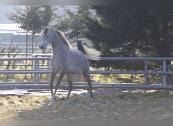 Vollblutaraber, Stute, 5 Jahre, 155 cm, Schimmel