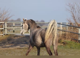 Vollblutaraber, Stute, 5 Jahre, 155 cm, Schimmel
