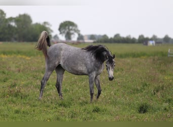 Vollblutaraber, Stute, 5 Jahre, 155 cm, Schimmel