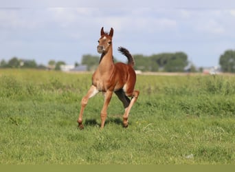 Vollblutaraber, Stute, 5 Jahre, 155 cm, Schimmel