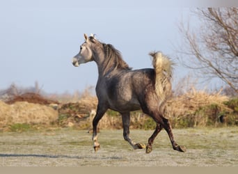 Vollblutaraber, Stute, 5 Jahre, 155 cm, Schimmel