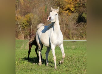 Vollblutaraber, Stute, 5 Jahre, 155 cm, White