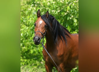 Vollblutaraber, Stute, 5 Jahre, 156 cm, Brauner