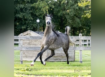Vollblutaraber, Stute, 5 Jahre, 156 cm, Schimmel