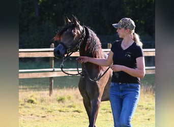 Vollblutaraber, Stute, 5 Jahre, 156 cm, Schimmel
