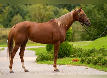 Vollblutaraber, Stute, 5 Jahre, 157 cm, Fuchs