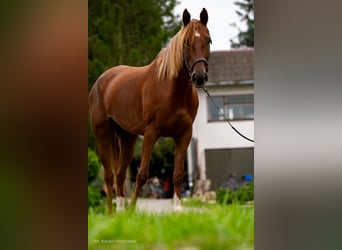 Vollblutaraber, Stute, 5 Jahre, 157 cm, Fuchs