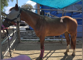 Vollblutaraber, Stute, 5 Jahre, 163 cm, Fuchs