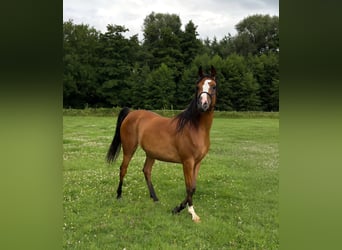 Vollblutaraber, Stute, 6 Jahre, 141 cm, Brauner